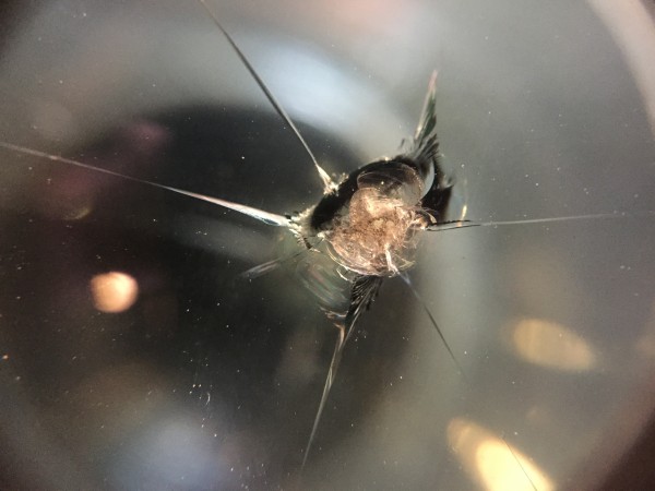 トヨタ アクアのフロントガラスリペア